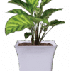 Uber Pot