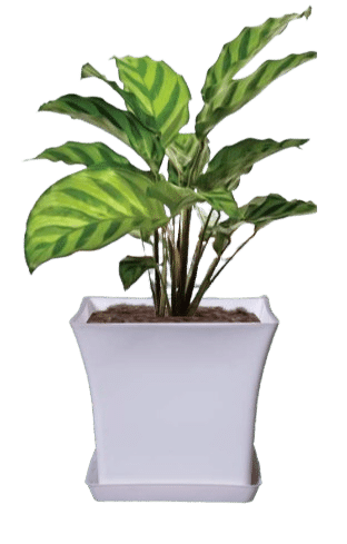 Uber Pot