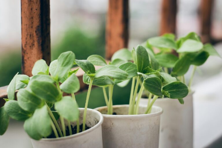 Close-up of young green seedlings growing in plastic pots outdoors.